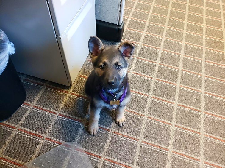 German shepherd puppies for sale