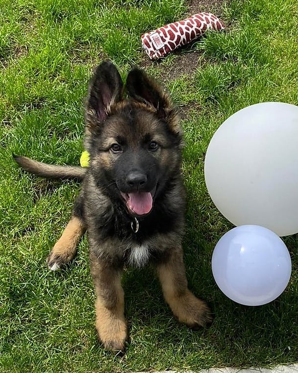 German shepherd puppies for sale