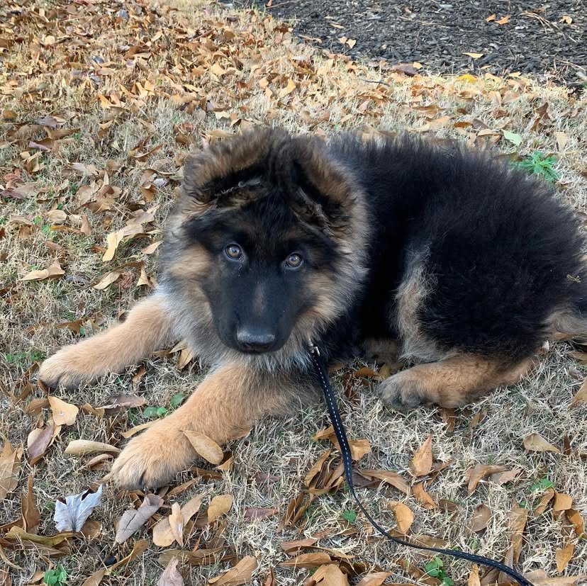 German shepherd puppies for sale