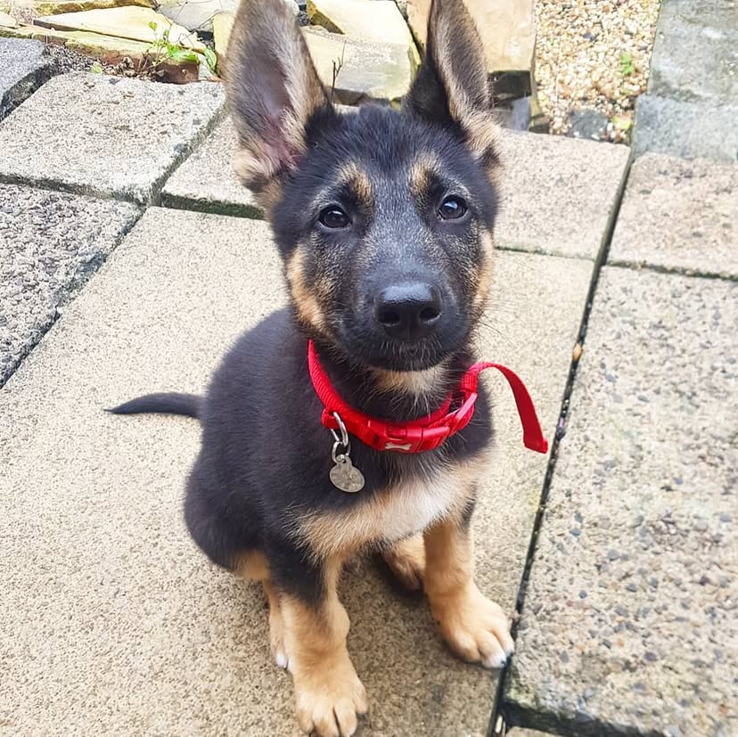 97477a61 3335 42af 9eca 24dc615edaa8