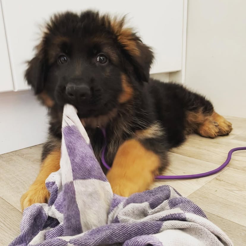 e97f561c 85b6 4182 a5f6 bd83dc010f20