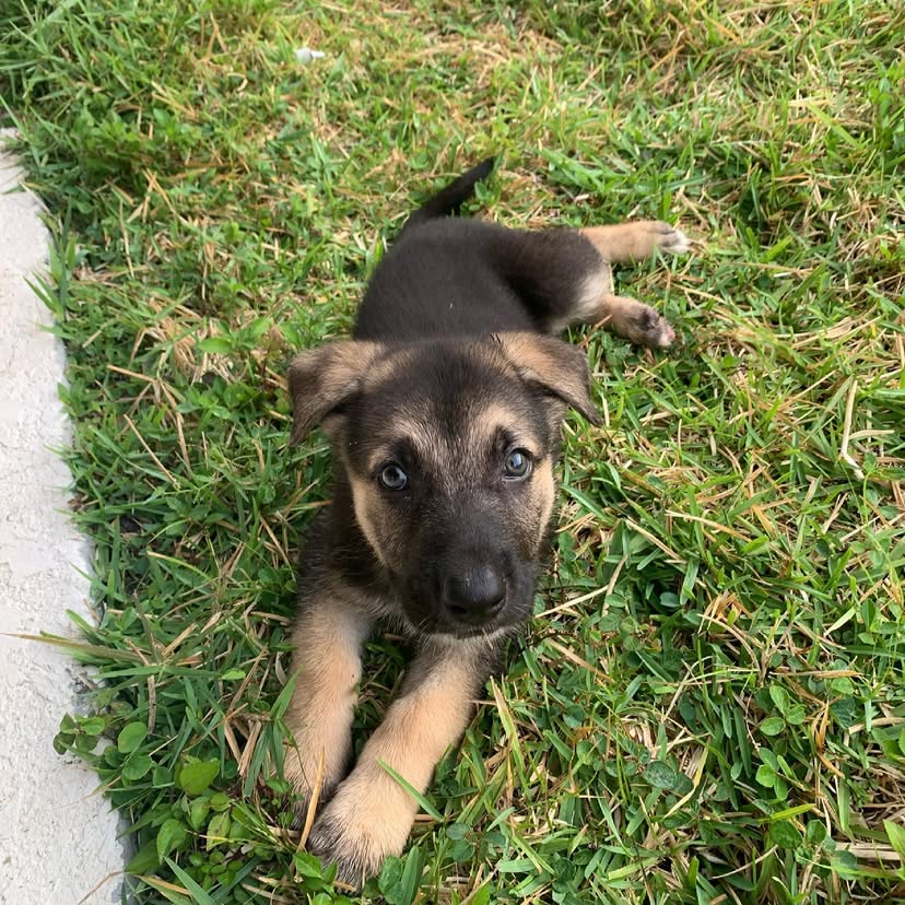 German shepherd puppies for sale