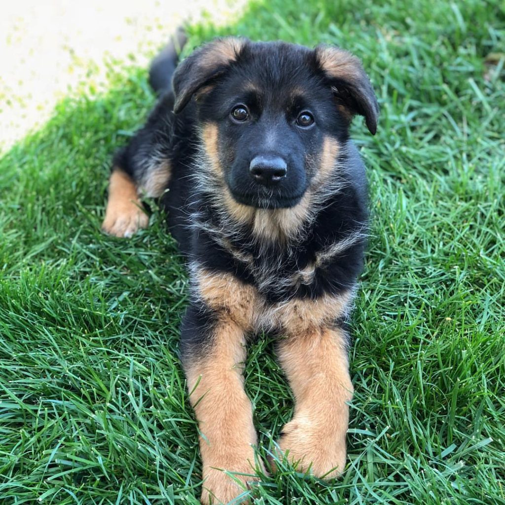 german shepherd puppies for sale
