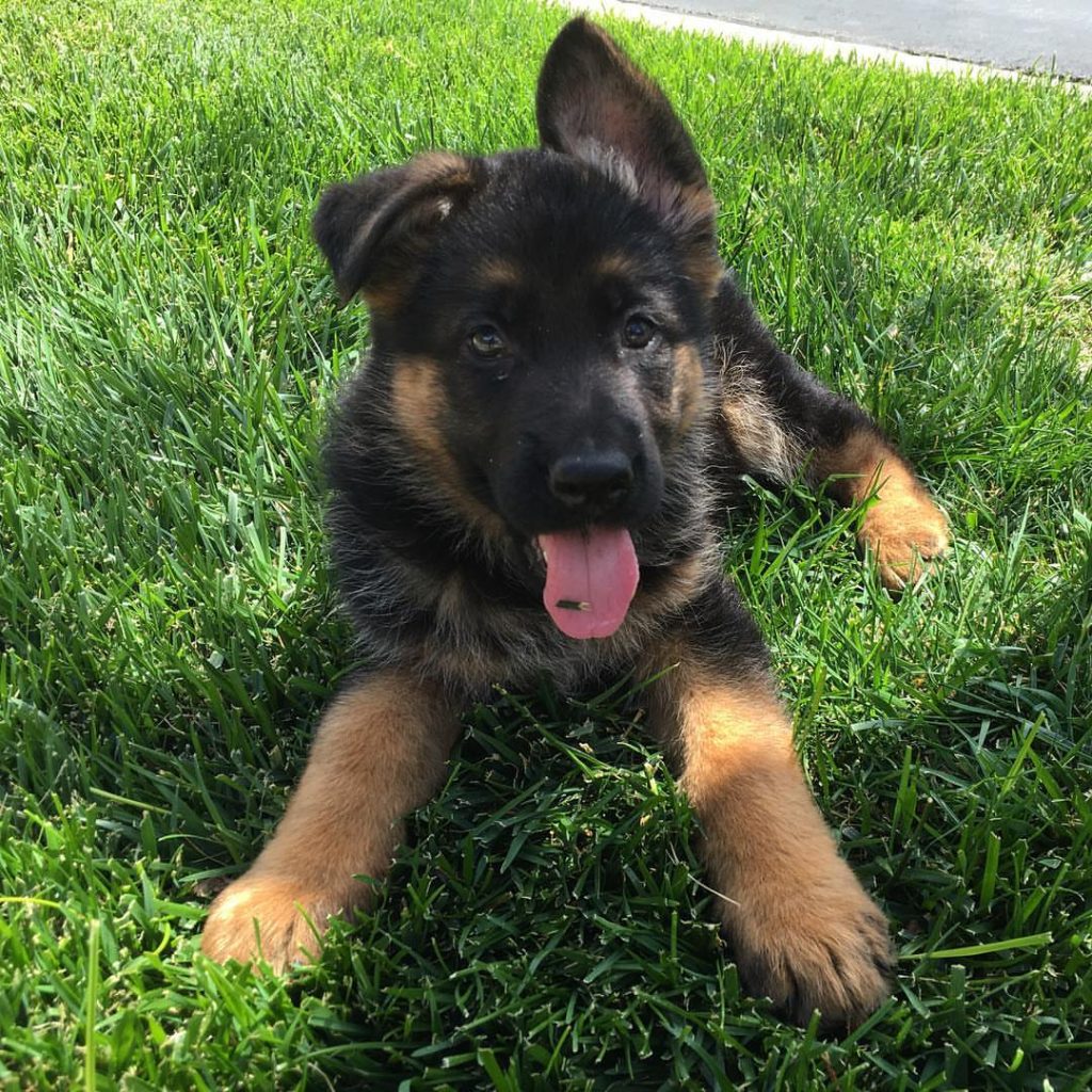 german shepherd puppies for sale