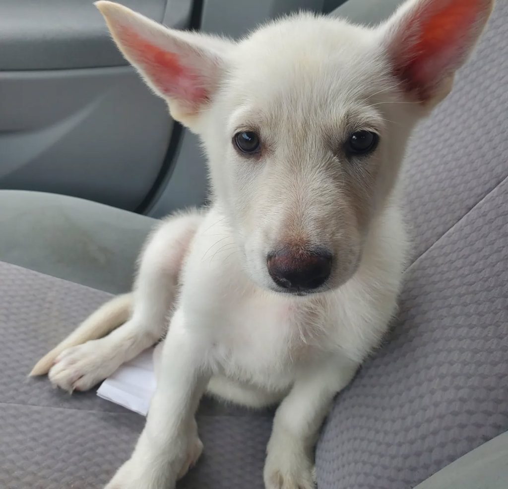 german shepherd puppies for sale