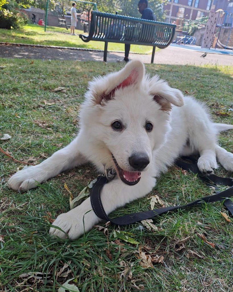 German shepherd puppies for sale